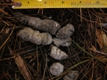 Bobcat Scat