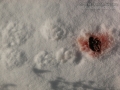 Bobcat Regurgitation