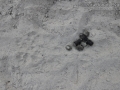 Bobcat Tracks