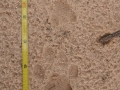 Bobcat Tracks