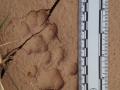 Bobcat Tracks