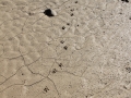 Bobcat Tracks