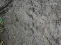 Bobcat Tracks
