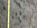 Bobcat Tracks