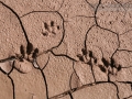Bobcat Tracks