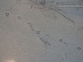 Bobcat Tracks
