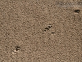 Bobcat Tracks