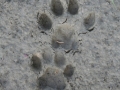 Bobcat Tracks