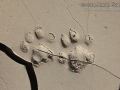 Bobcat Tracks