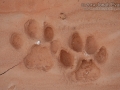 Bobcat Tracks
