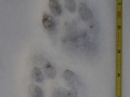 Bobcat Tracks