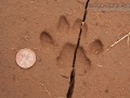 Bobcat Tracks