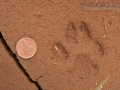 Bobcat Tracks