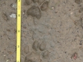 Bobcat Tracks