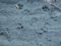 Bobcat Tracks