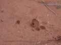 Bobcat Tracks