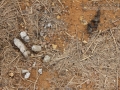 Bobcat and Coyote Scat
