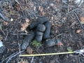 Mountain Lion Scat
