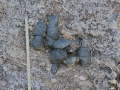 Mountain Lion Scat