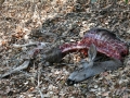 Mountain lion Deer Kill