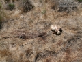 Mountain lion Deer Kill