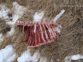 Mountain lion Deer Kill