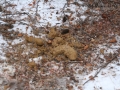 Mountain lion Deer Kill