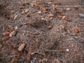 Mountain Lion Scrape