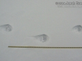 Mountain Lion Tracks