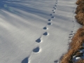 Mountain Lion Tracks