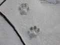 Mountain Lion Tracks