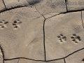 Mountain Lion Tracks
