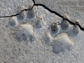 Mountain Lion Tracks