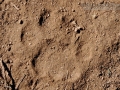 Mountain Lion Tracks