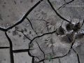 Mountain Lion Tracks
