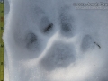 Mountain Lion Tracks
