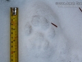 Mountain Lion Tracks