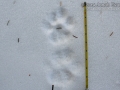 Mountain Lion Tracks