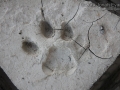 Mountain Lion Tracks