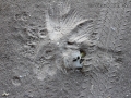 Housecat Scat and Scrape