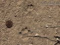 Housecat Tracks