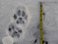 Housecat Tracks