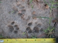 Housecat Tracks