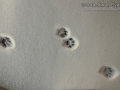 Housecat Tracks
