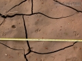 Housecat Tracks