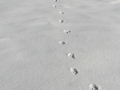 Housecat Tracks