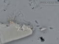 Housecat Tracks