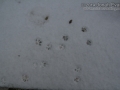 Housecat Tracks