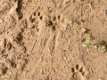 Jaguar Mother and Kitten Tracks