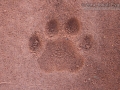 Jaguar Tracks